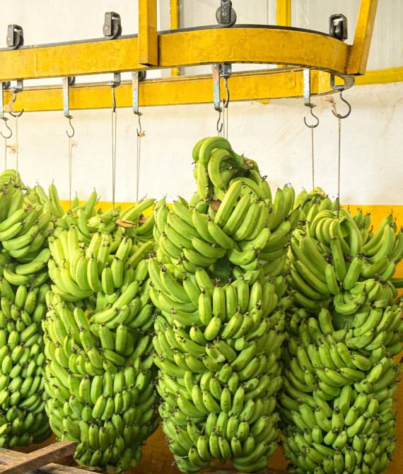 CA storage & ripening rooms